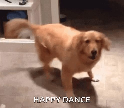 Happy GIF